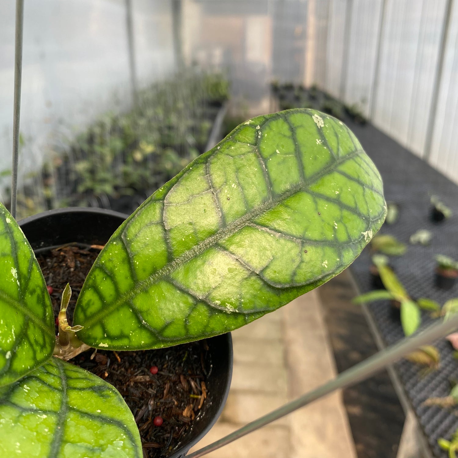 RP36-5 Hoya Callistophylla Venna