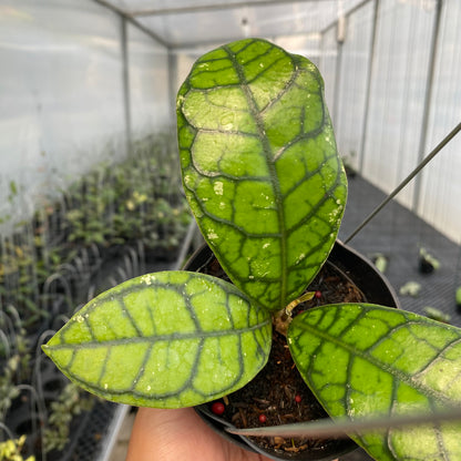 RP36-5 Hoya Callistophylla Venna