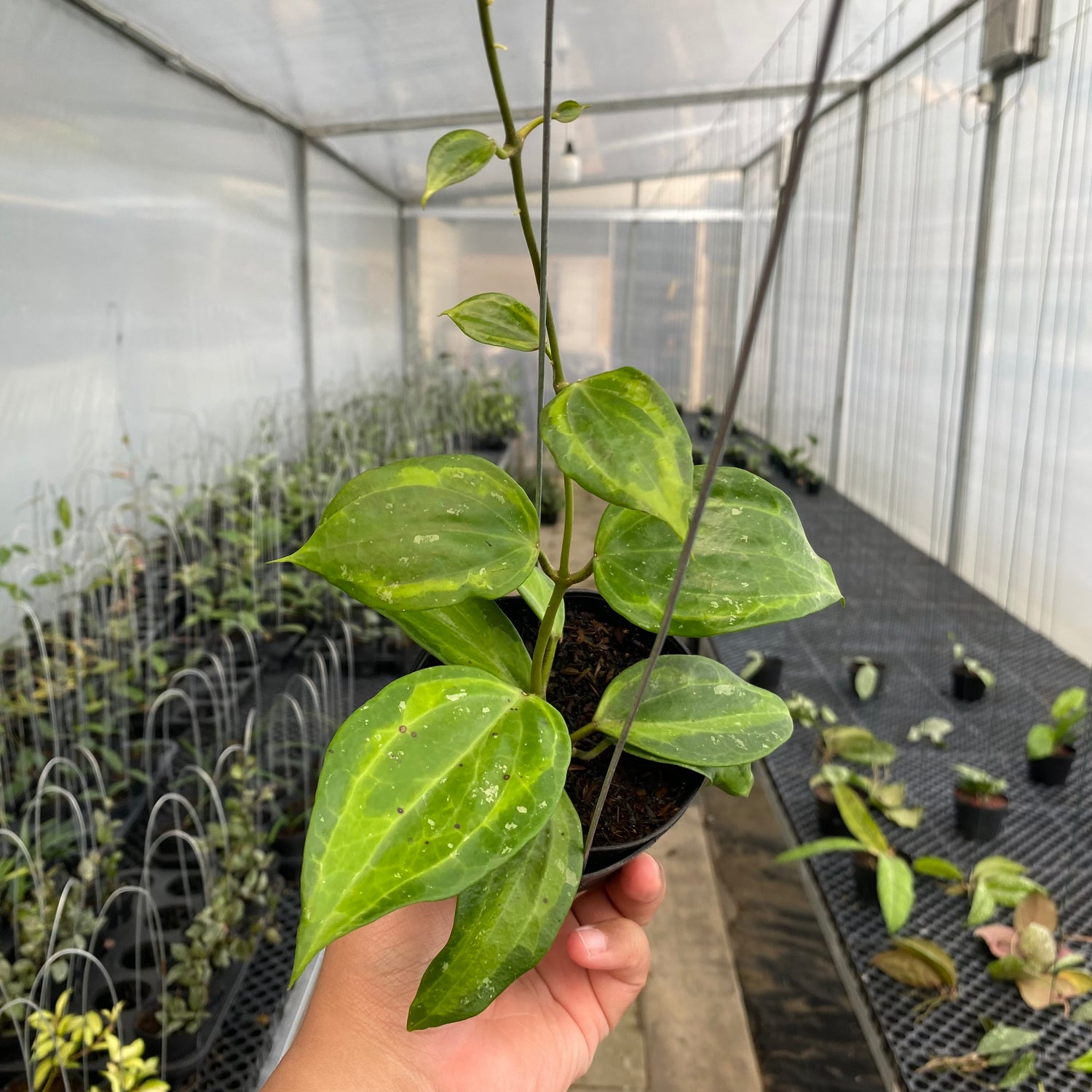RP37-5 Hoya Latifolia Baibua