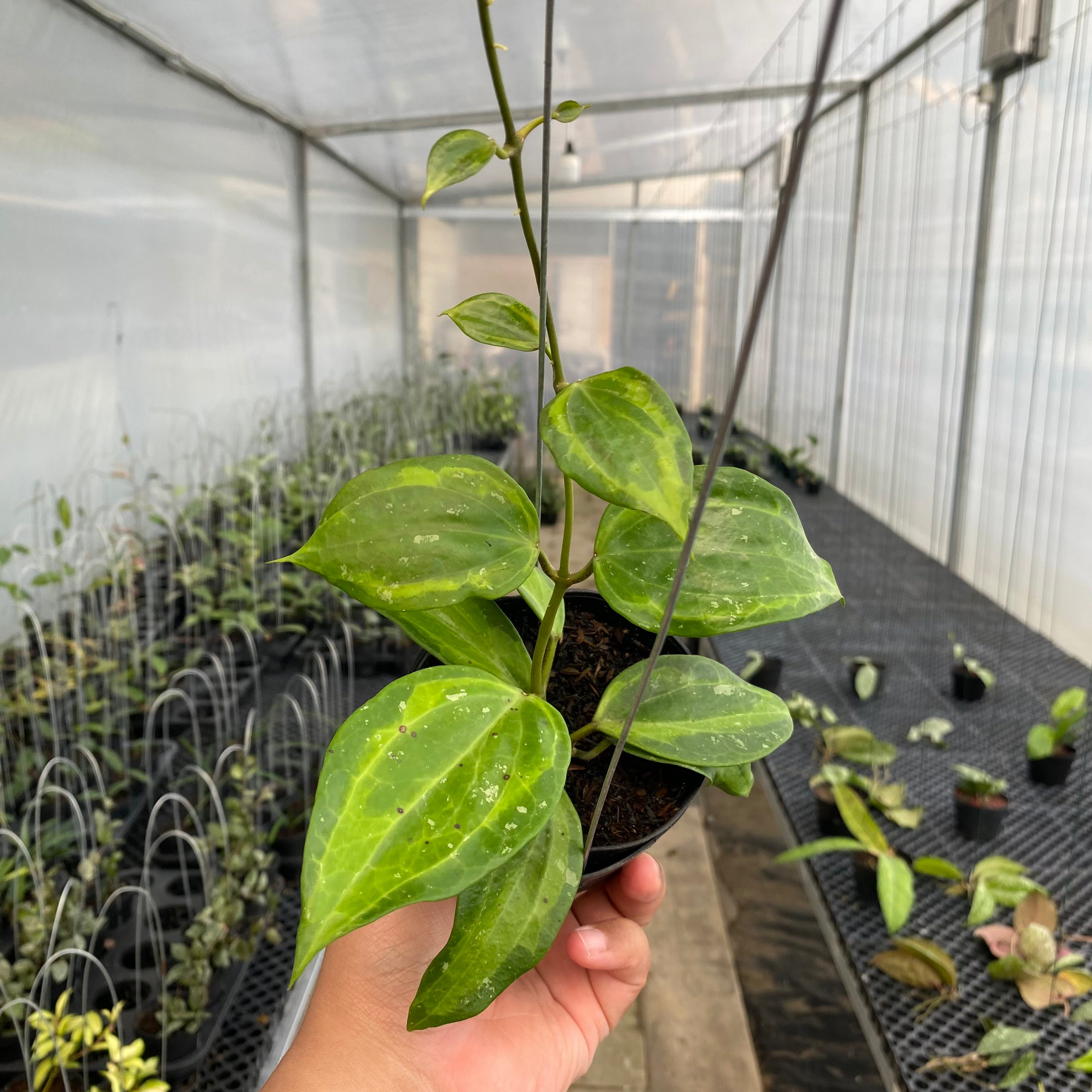 RP37-5 Hoya Latifolia Baibua