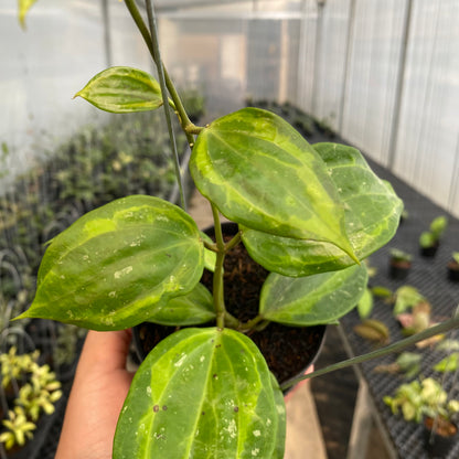 RP37-5 Hoya Latifolia Baibua