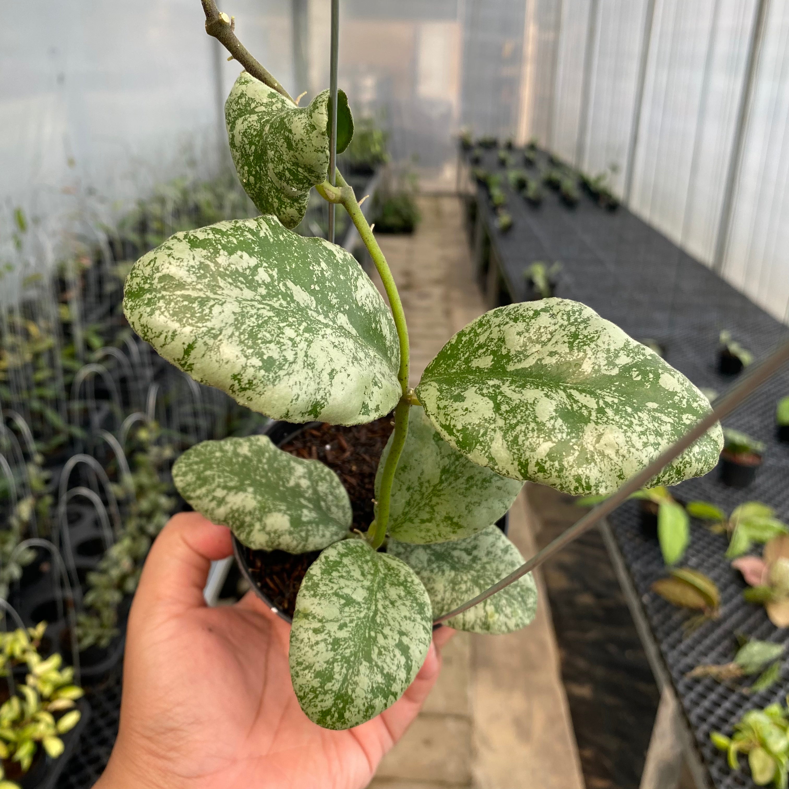 RP38-5 Hoya Waymaniae Cloudy Sky