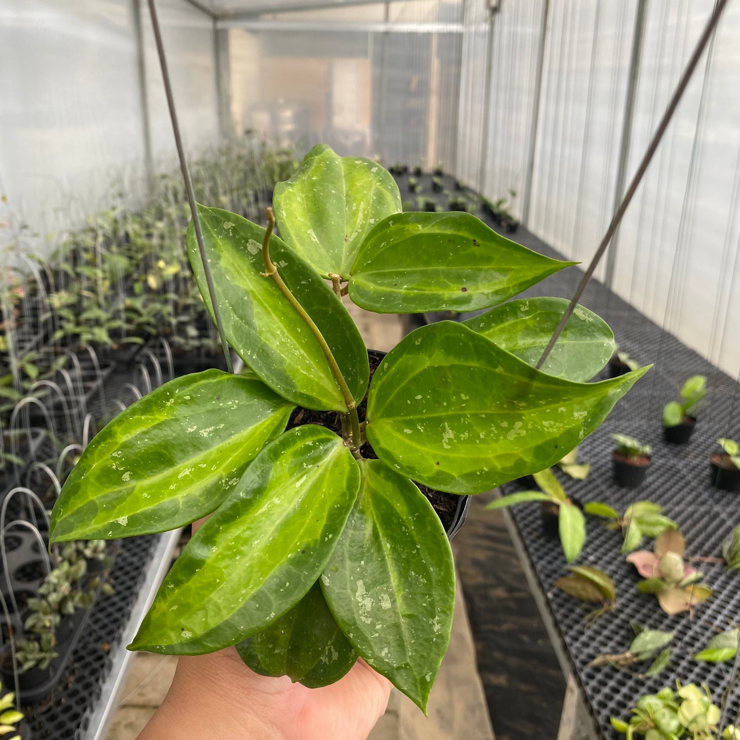 RP40-5 Hoya Latifolia Baibua