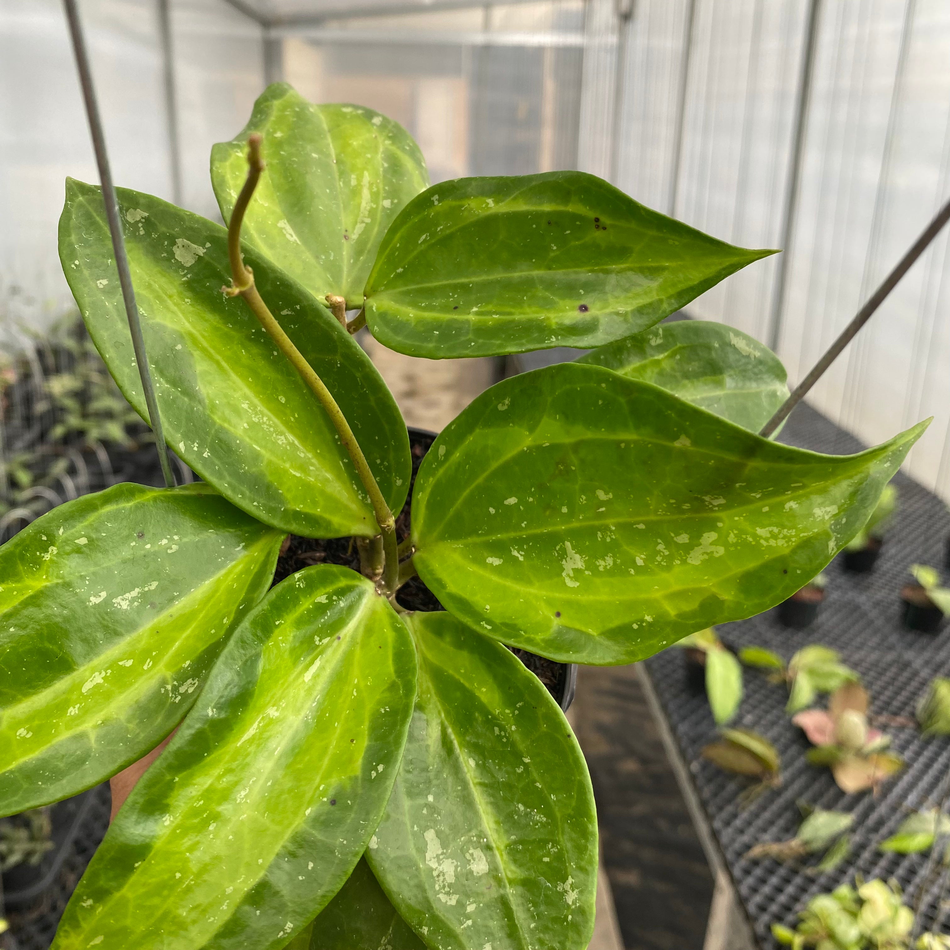 RP40-5 Hoya Latifolia Baibua