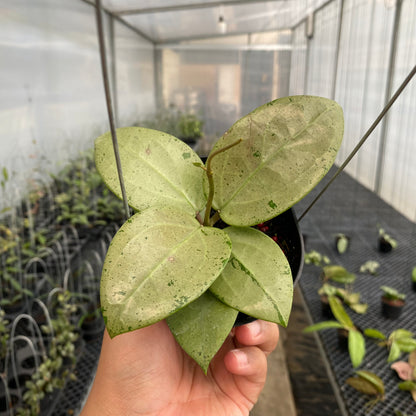 RP42-5 Hoya Parasitica Silver Heart