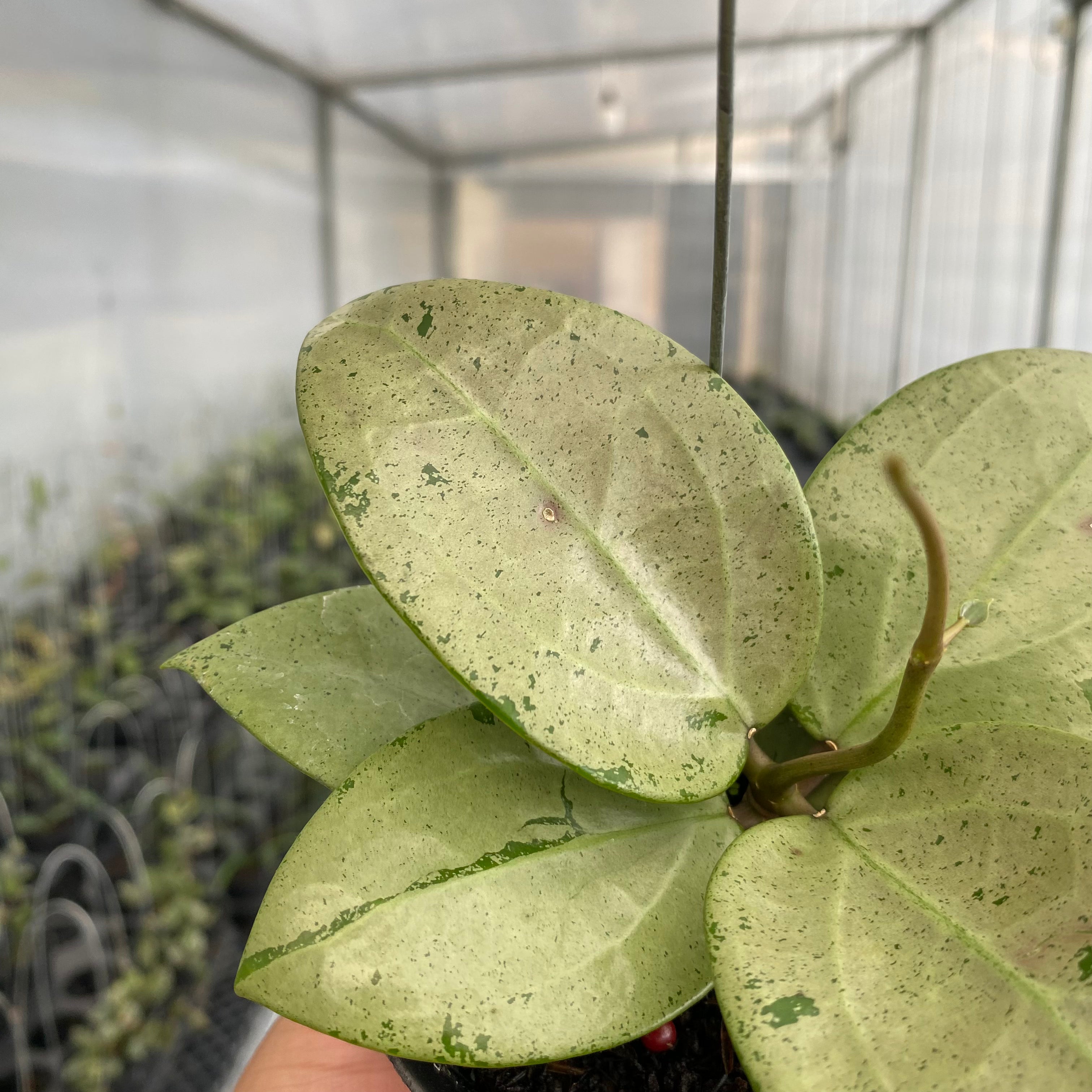 RP42-5 Hoya Parasitica Silver Heart