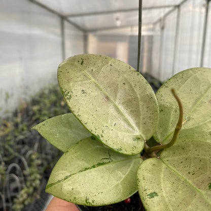 RP42-5 Hoya Parasitica Silver Heart