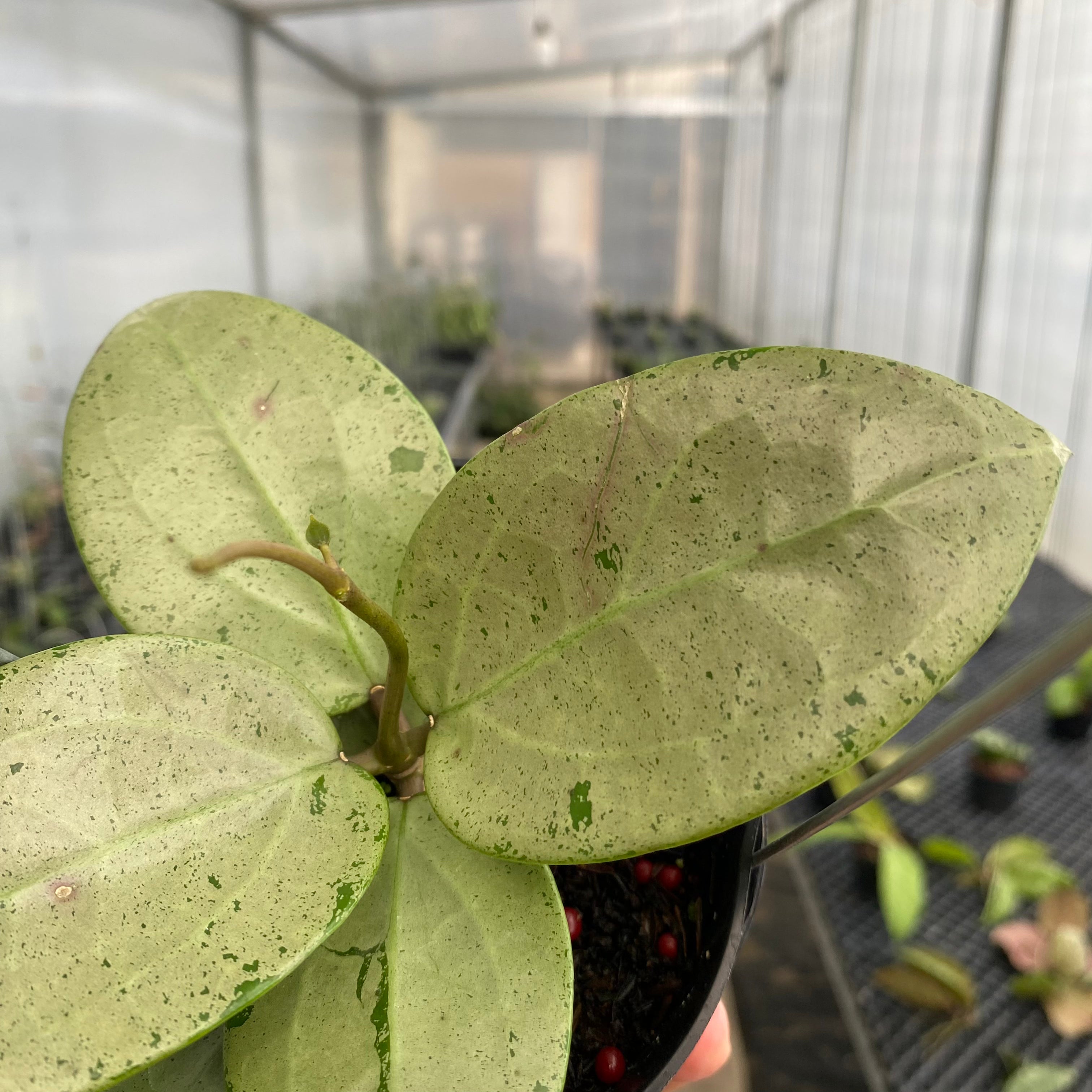 RP42-5 Hoya Parasitica Silver Heart