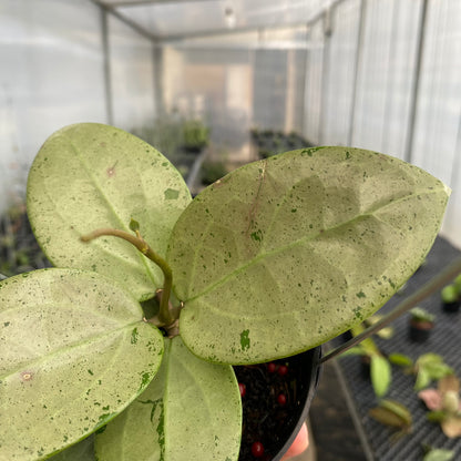 RP42-5 Hoya Parasitica Silver Heart