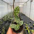 Hoya Rundumensis High Splash - Greenspaces.id