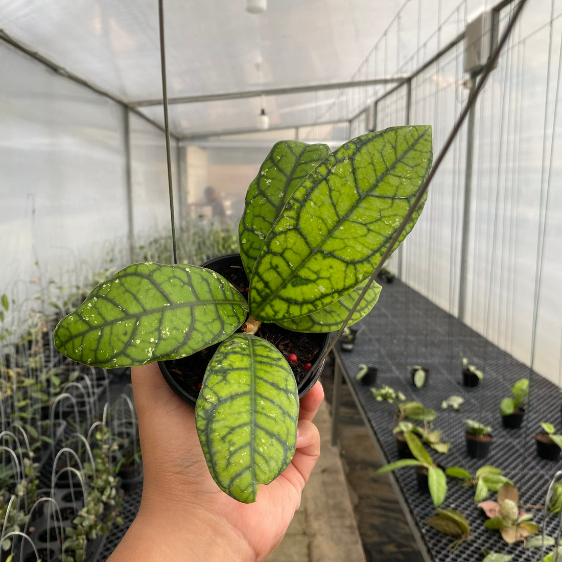 RP45-5 Hoya Callistophylla Venna