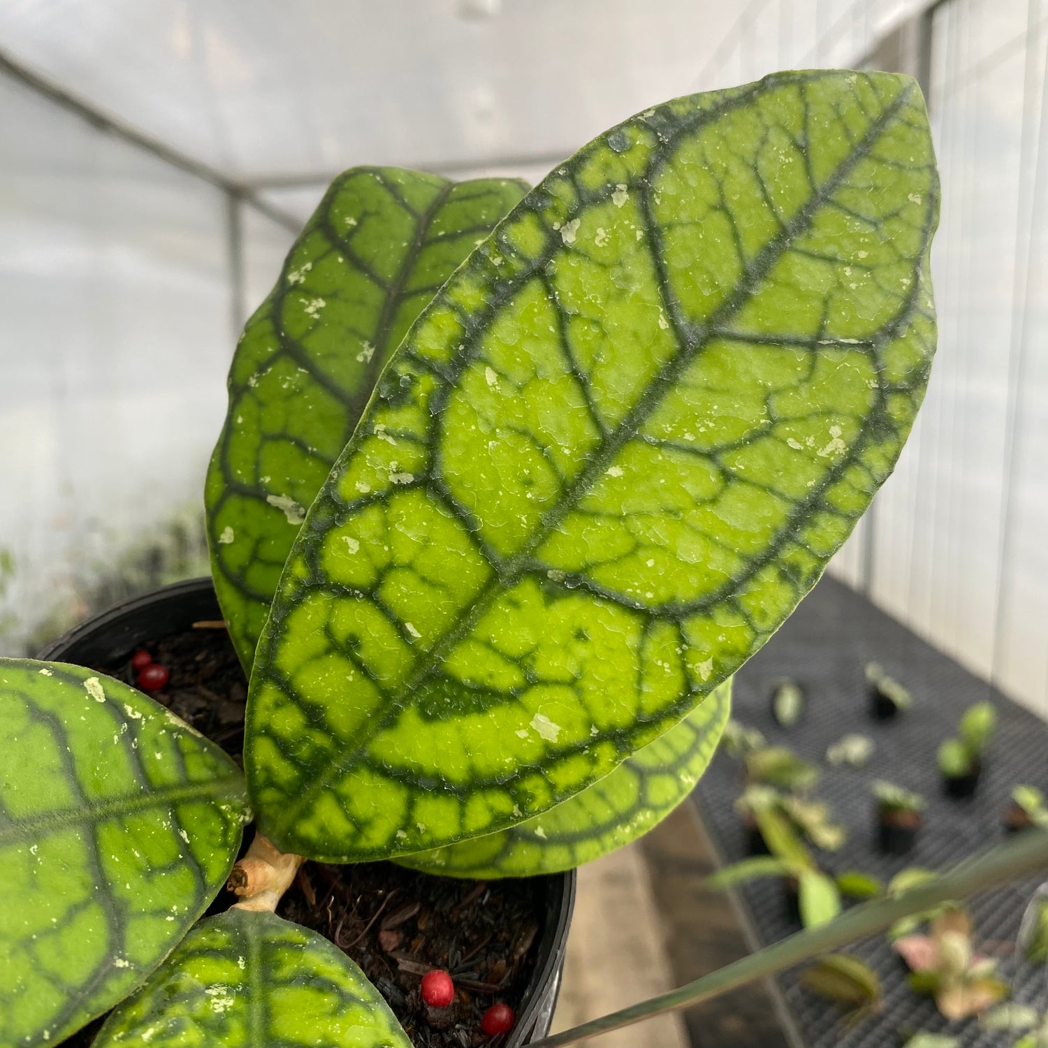 RP45-5 Hoya Callistophylla Venna