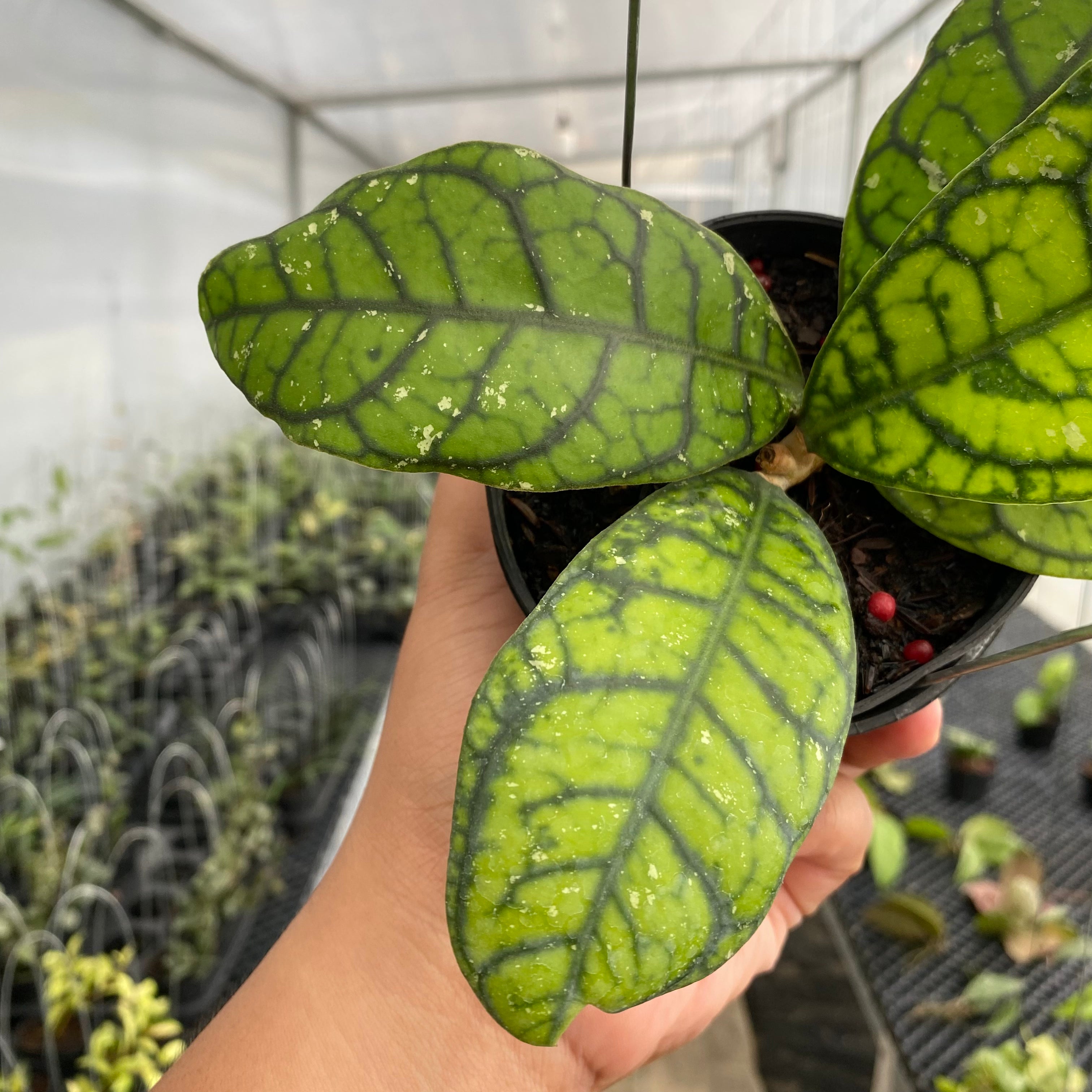RP45-5 Hoya Callistophylla Venna