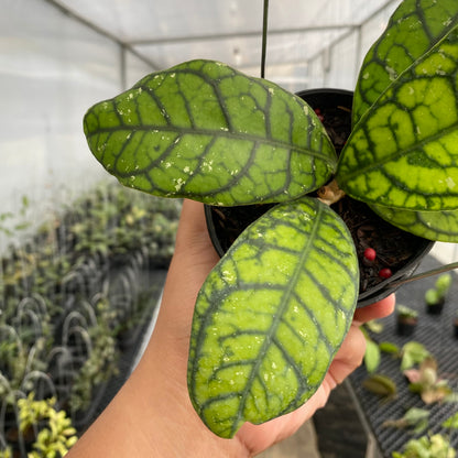 RP45-5 Hoya Callistophylla Venna