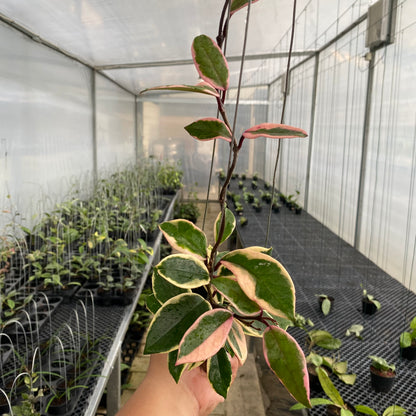 RP46-5 Hoya Carnosa Flamingo Dreams