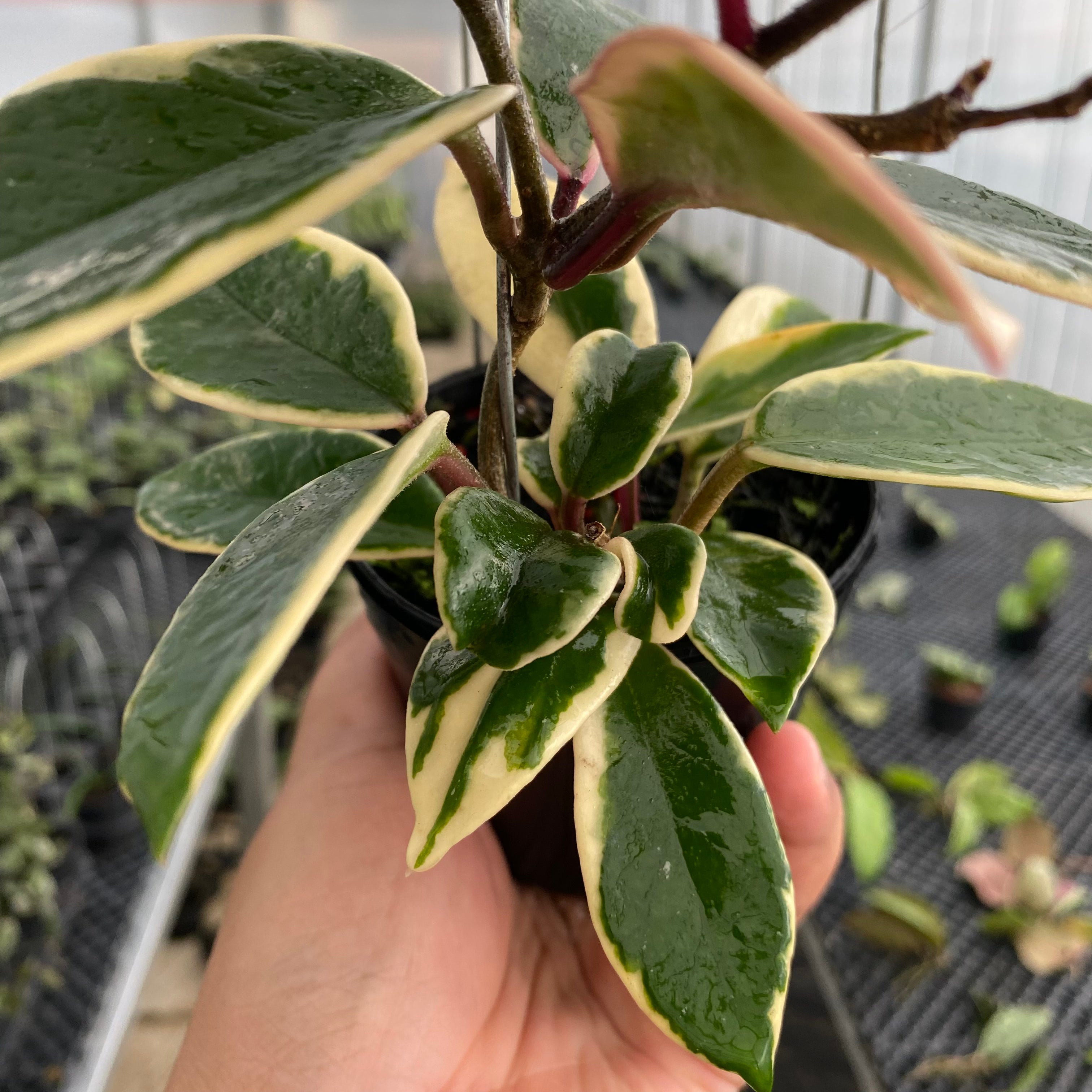 RP46-5 Hoya Carnosa Flamingo Dreams
