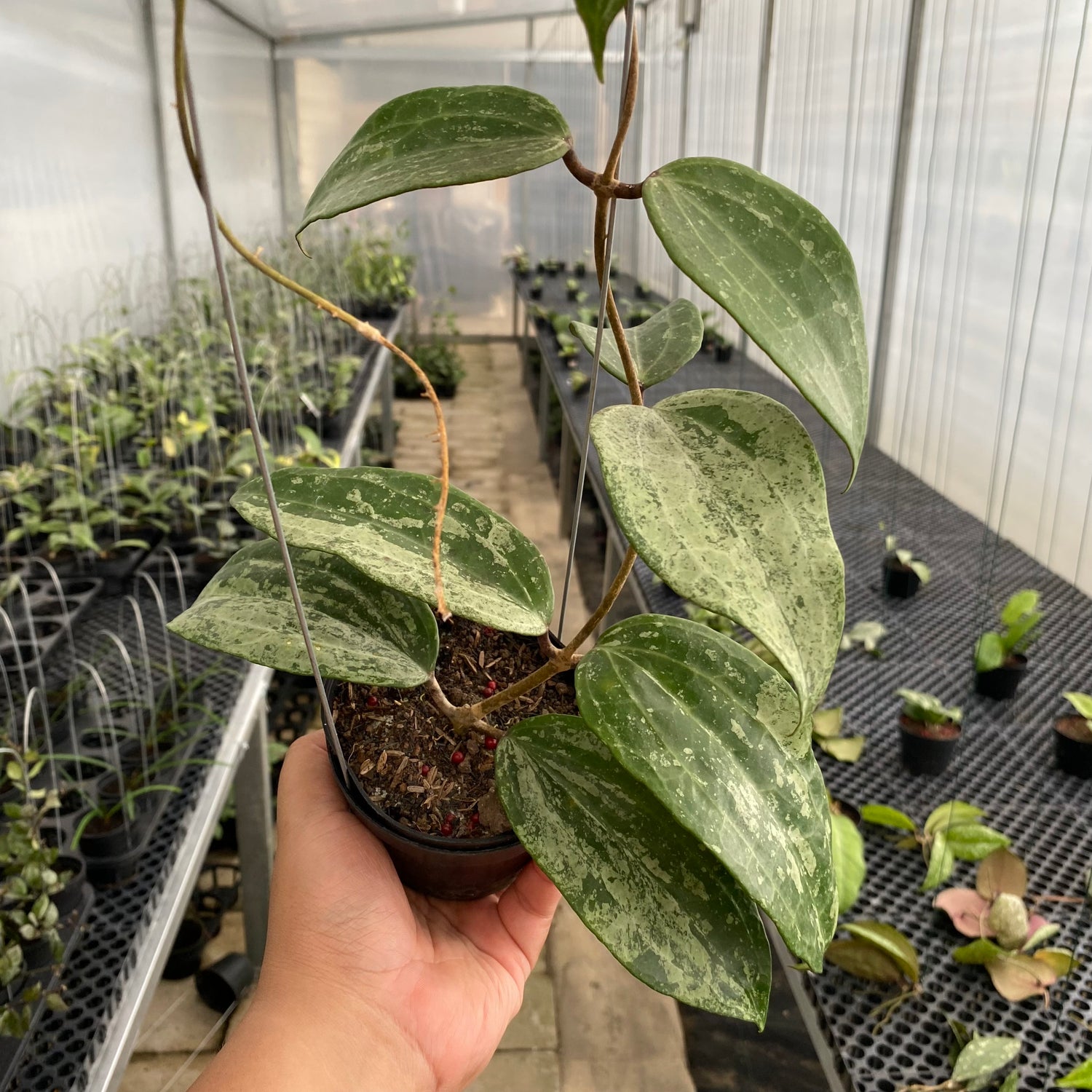 RP51-5 Hoya Macrophylla Silver
