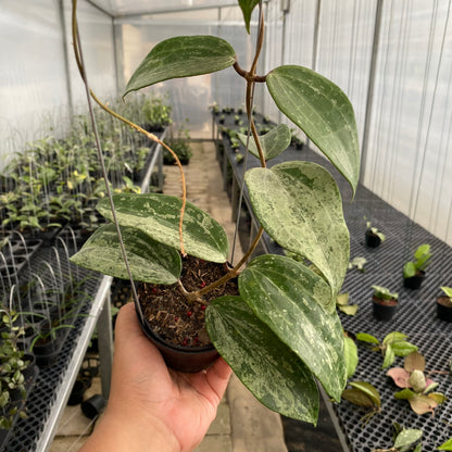RP51-5 Hoya Macrophylla Silver