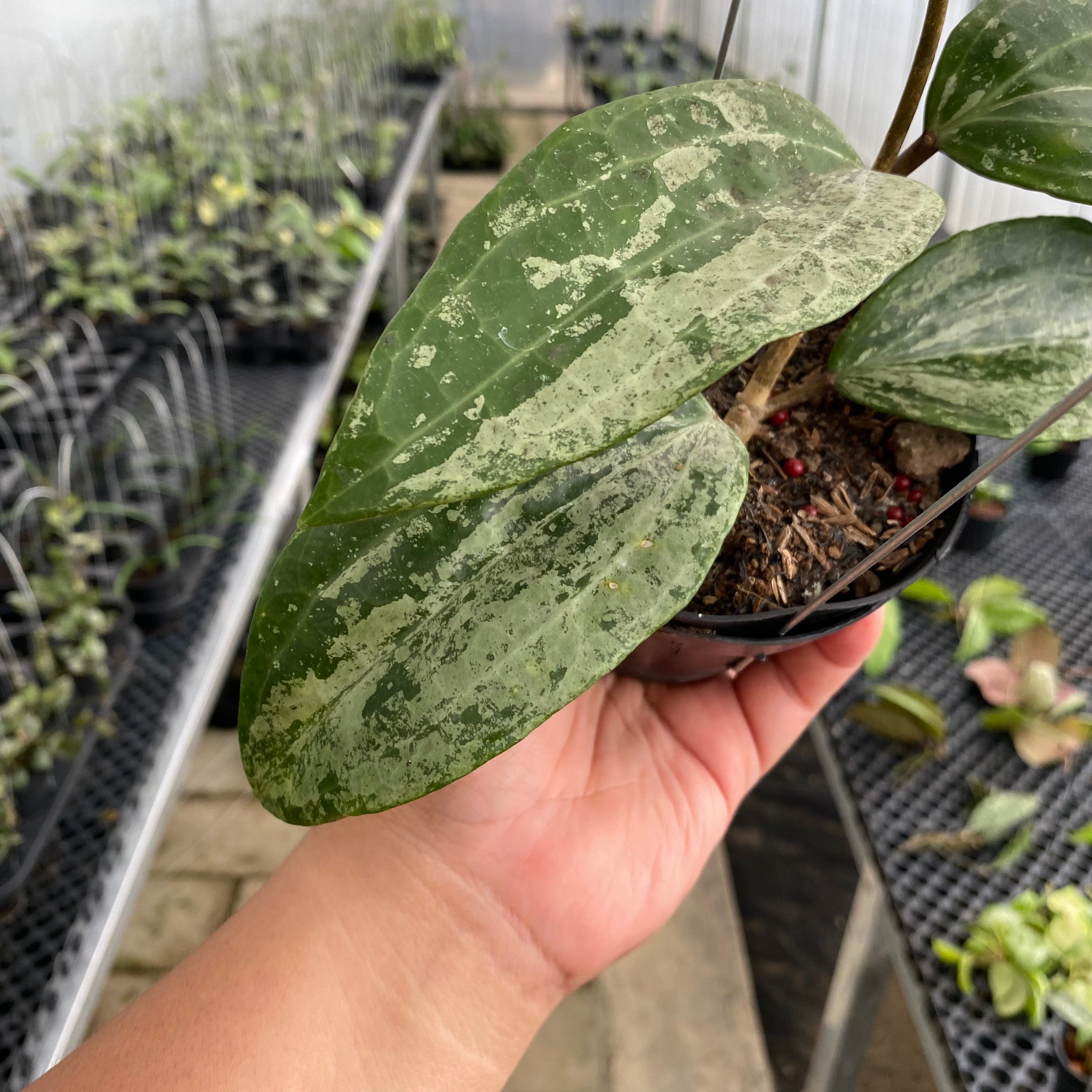 RP51-5 Hoya Macrophylla Silver
