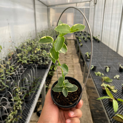 RP52-5 Hoya Cumingiana Albomarginata