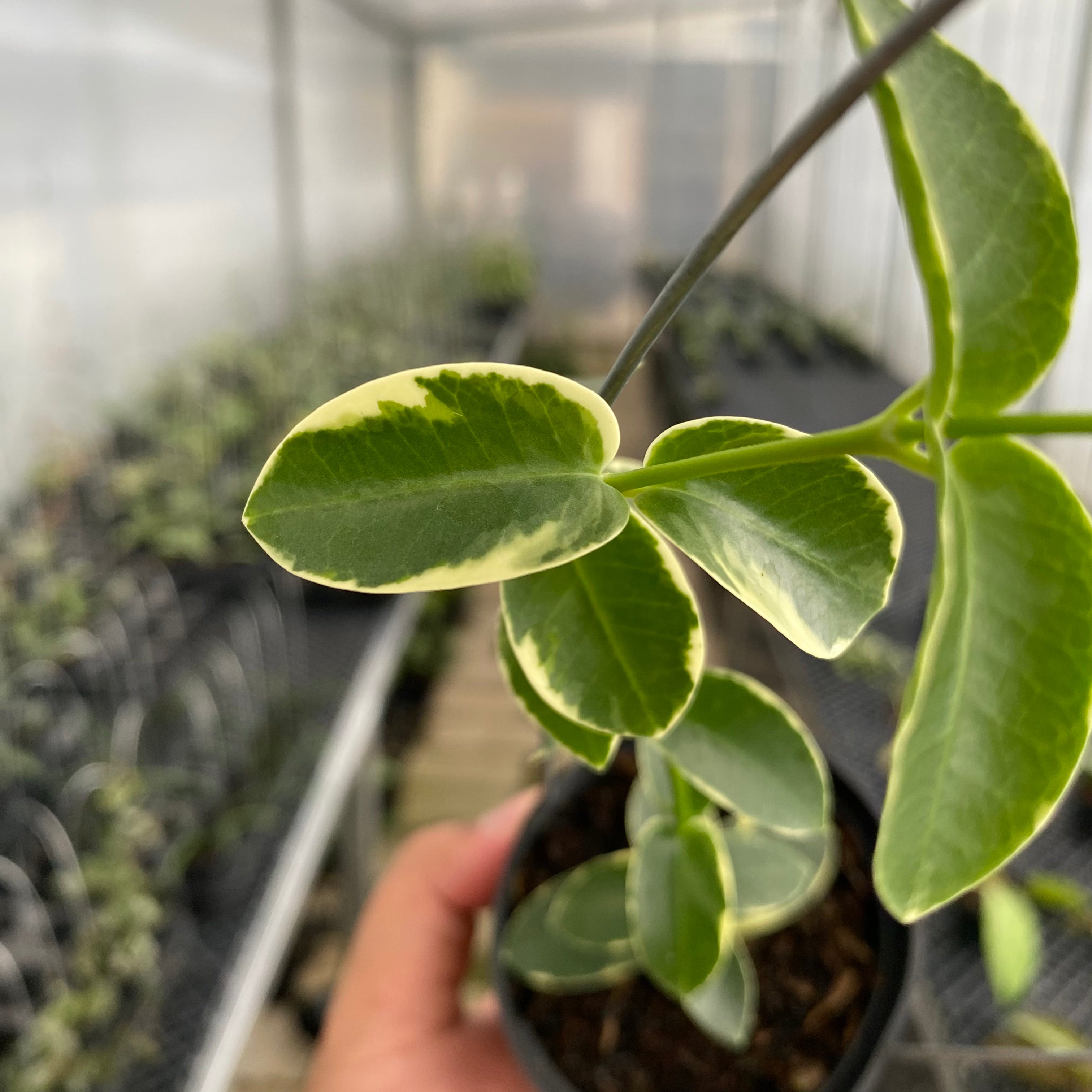 RP52-5 Hoya Cumingiana Albomarginata