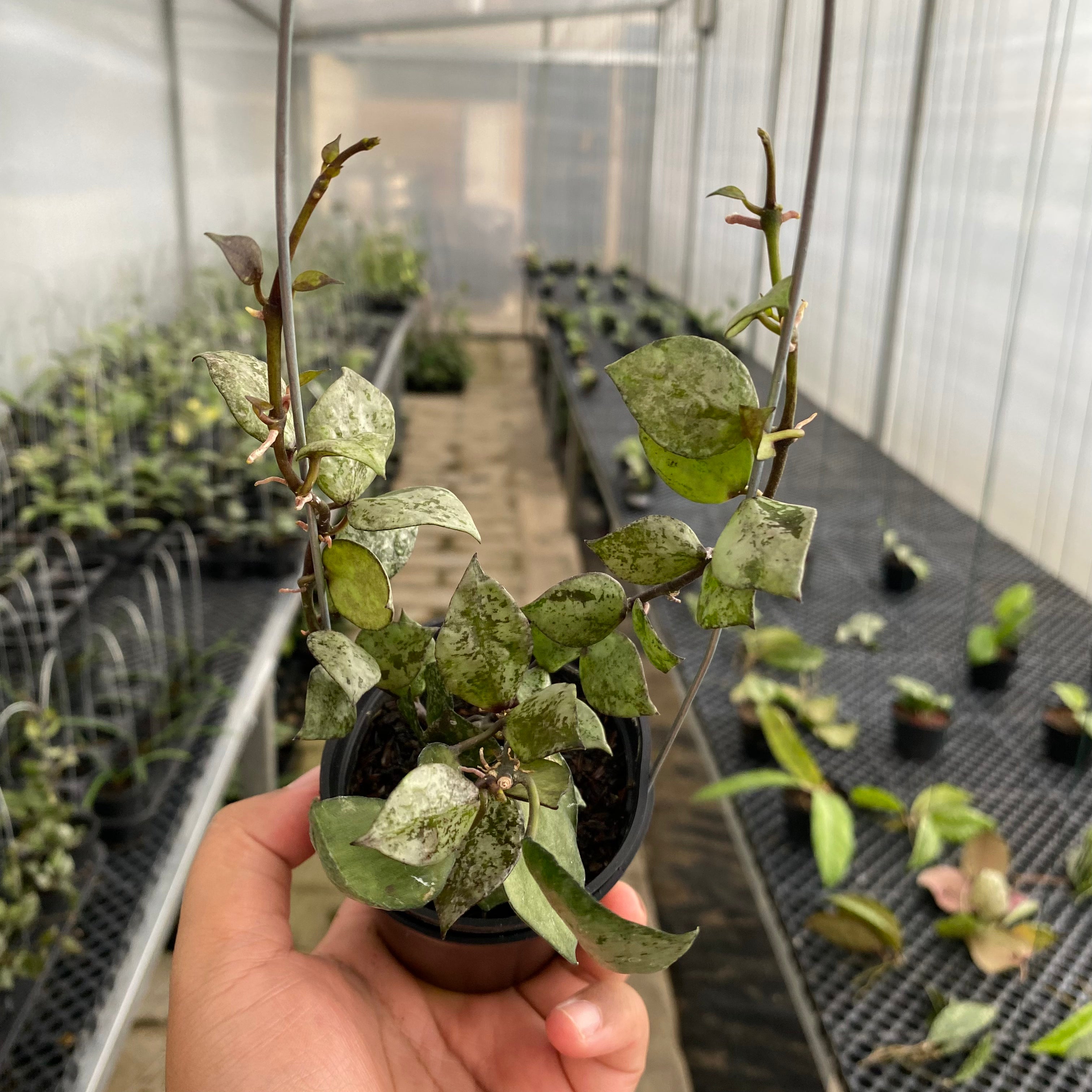 RP53-5 Hoya Lacunosa Black Aurora