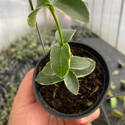RP52-5 Hoya Cumingiana Albomarginata