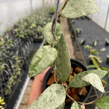 RP54-5 Hoya Flagellata Silver