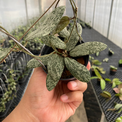 RP55-5 Hoya Sigillatis Silver SP Borneo