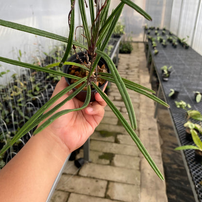 RP56-5 Hoya Insularis