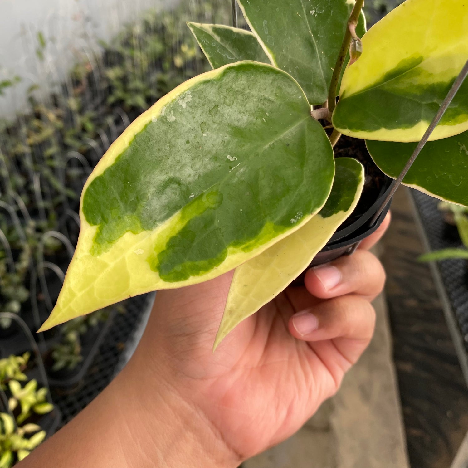 RP57-5 Hoya Verticillata SP Panglai Albomarginata