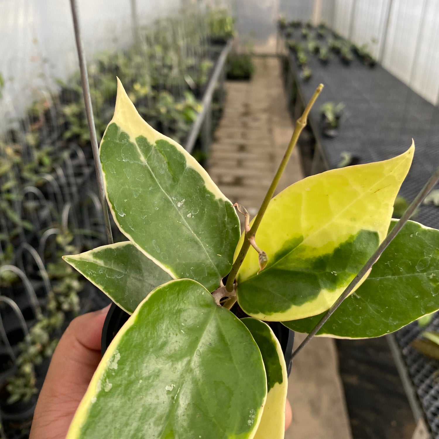 RP57-5 Hoya Verticillata SP Panglai Albomarginata