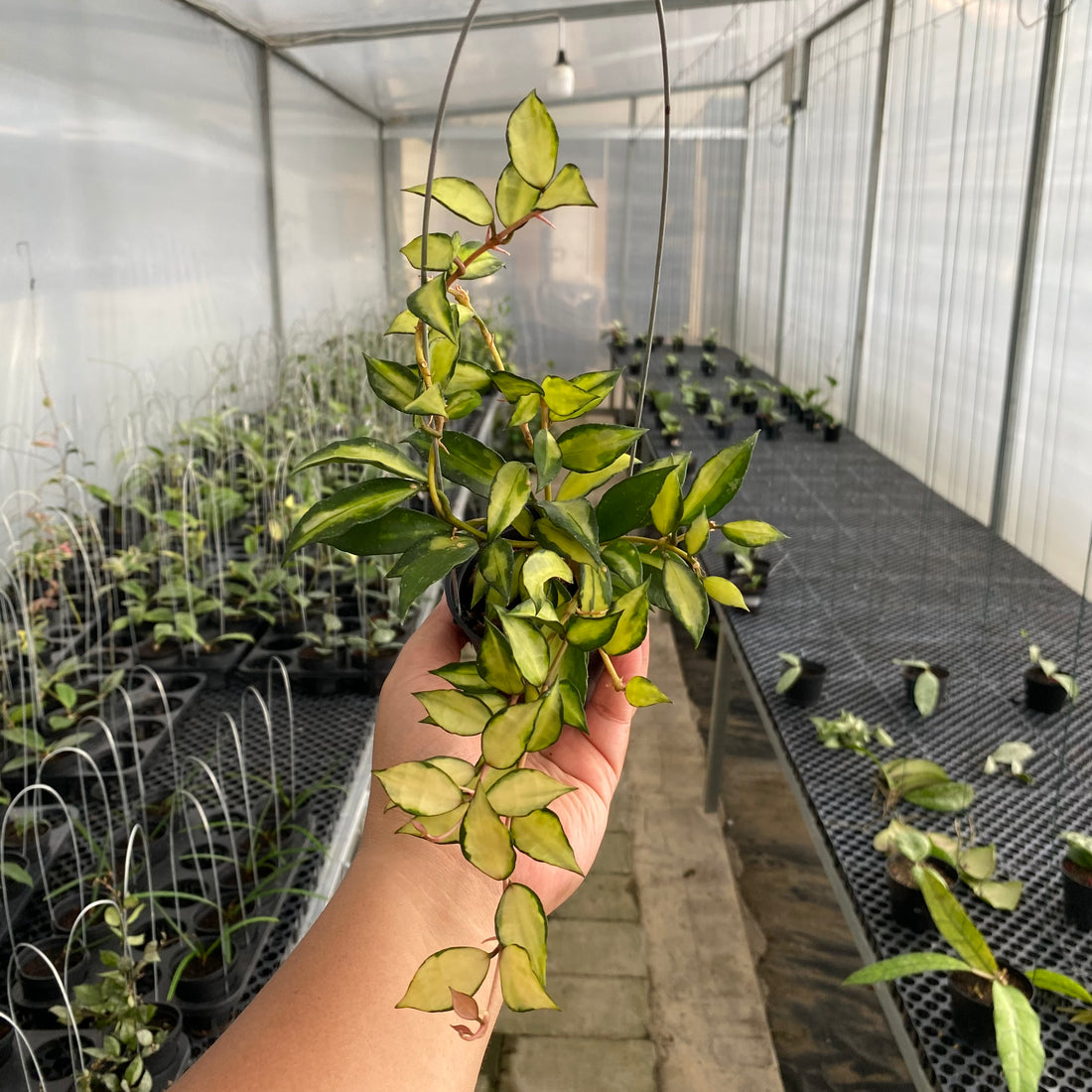 RP58-5 Hoya Lacunosa Agni