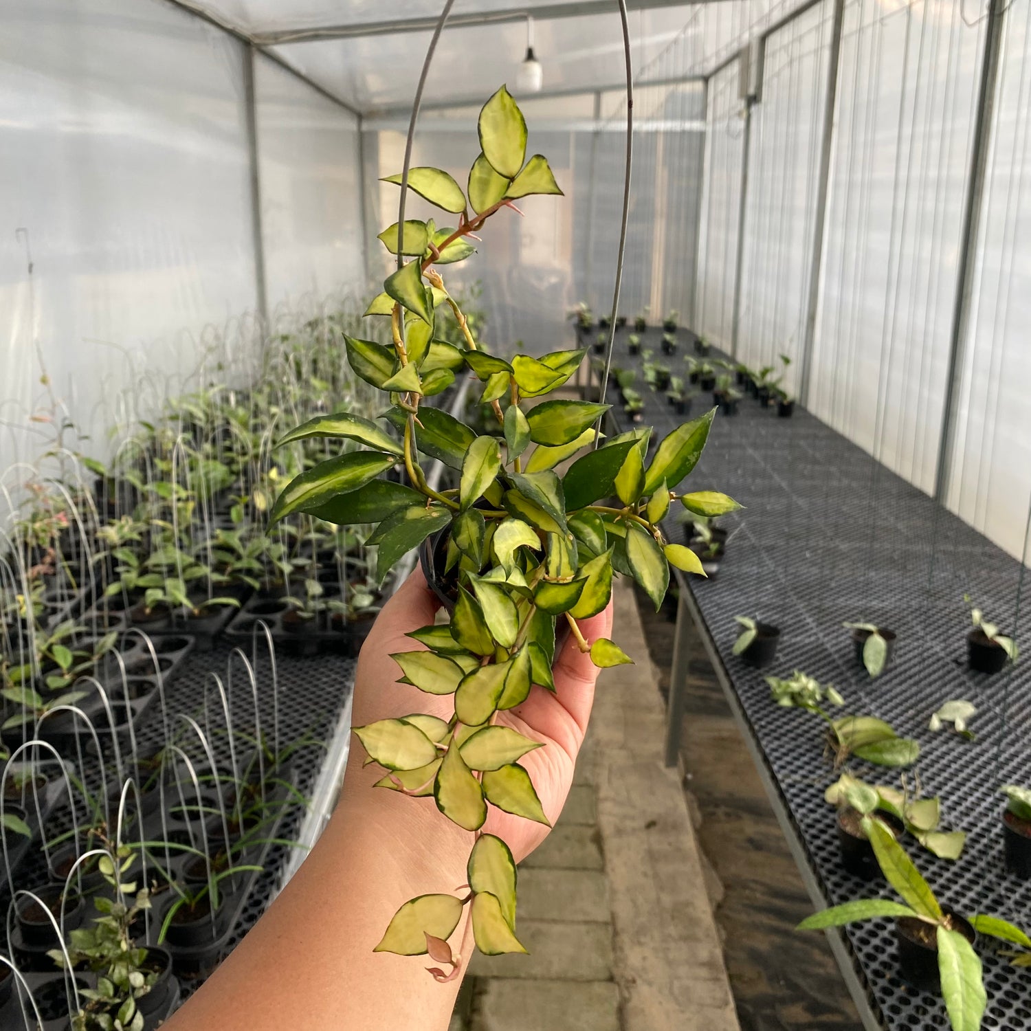 RP58-5 Hoya Lacunosa Agni