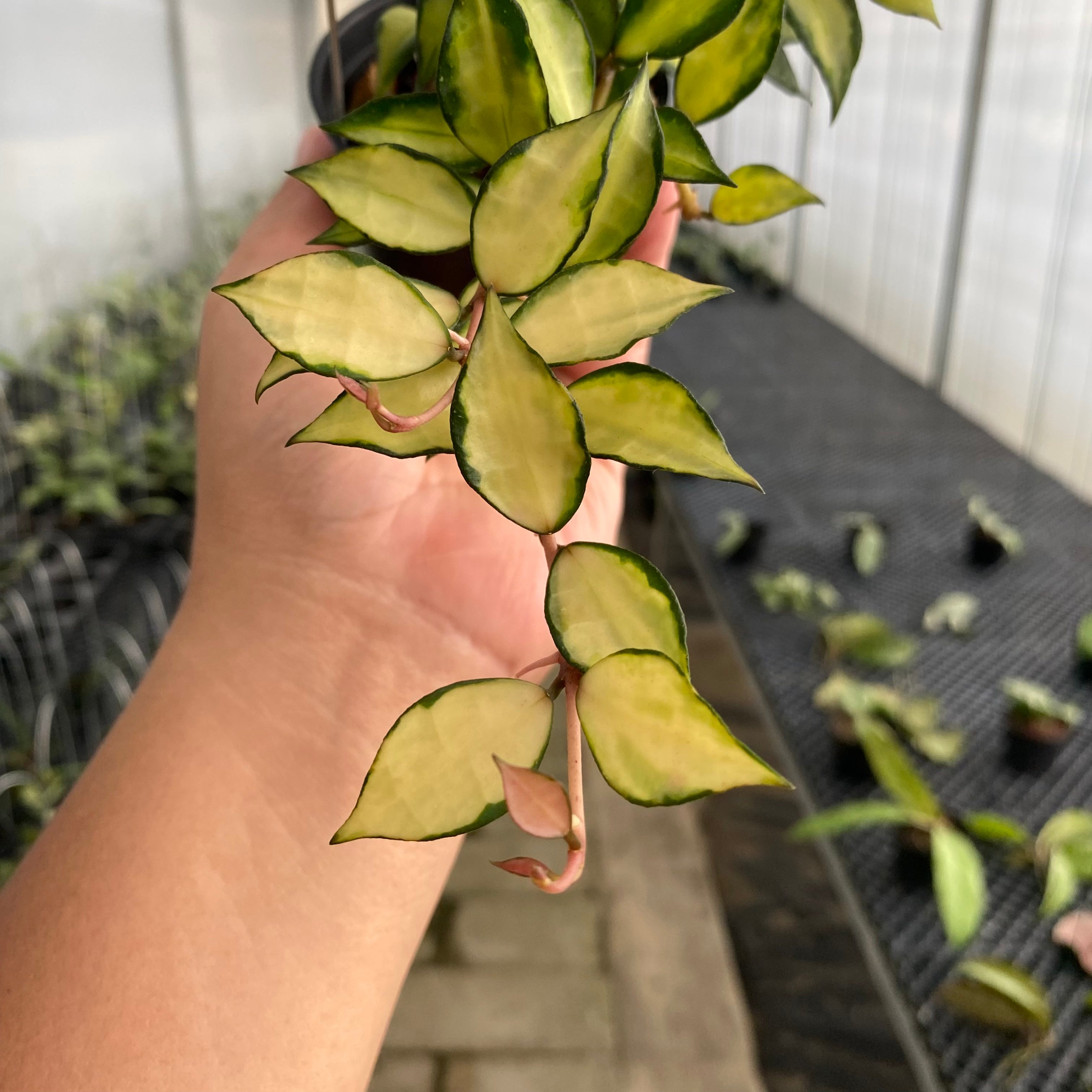 RP58-5 Hoya Lacunosa Agni