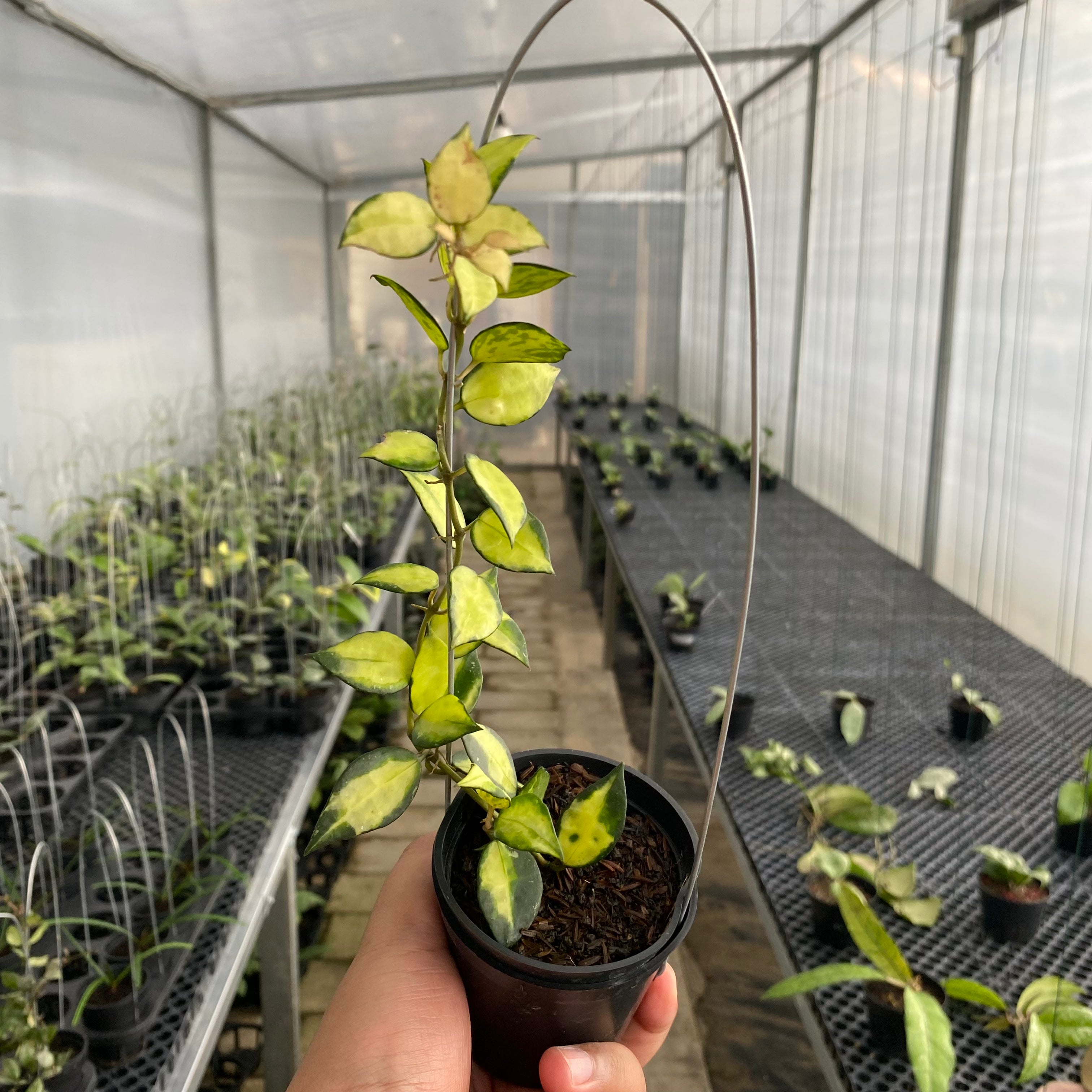 RP60-5 Hoya Lacunosa Agni