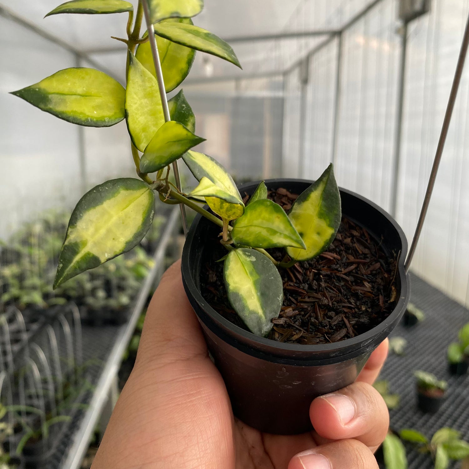 RP60-5 Hoya Lacunosa Agni