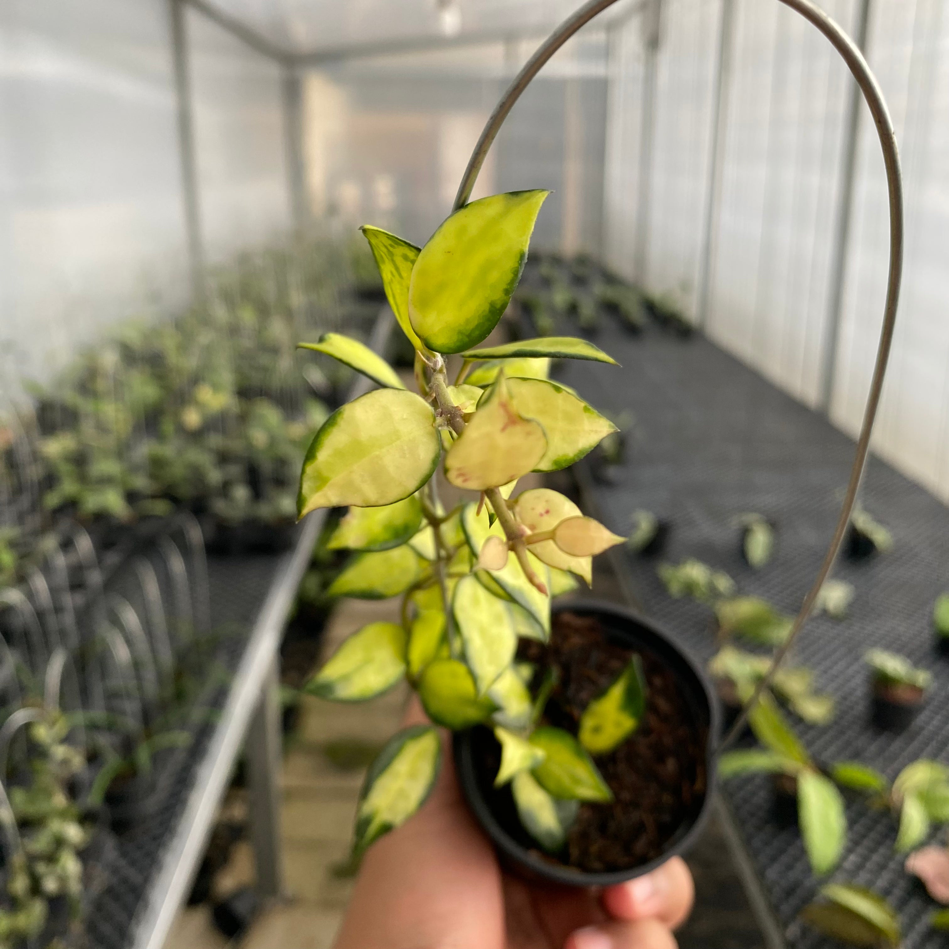 RP60-5 Hoya Lacunosa Agni