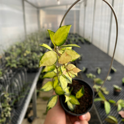 RP60-5 Hoya Lacunosa Agni