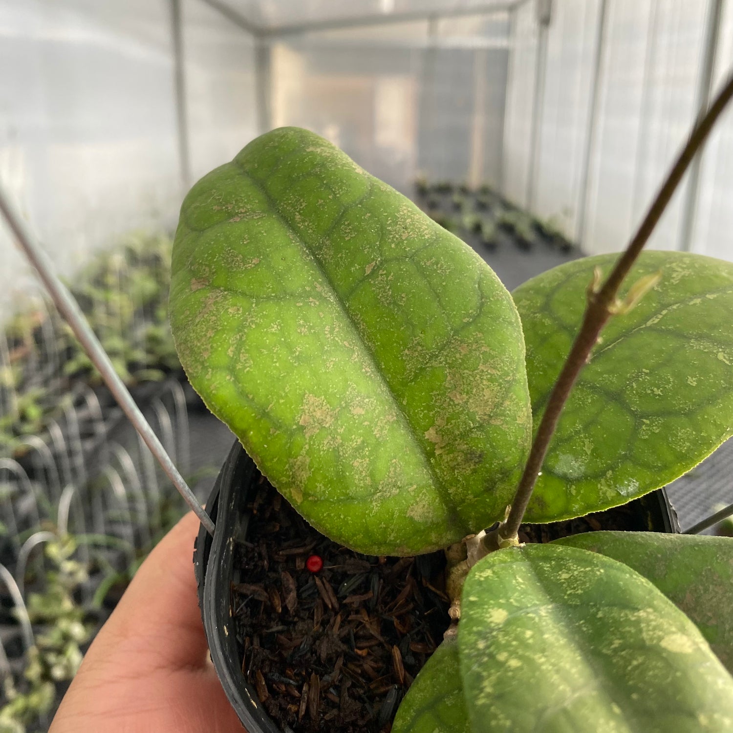 RP61-5 Hoya SP Bengkulu Round Leaf