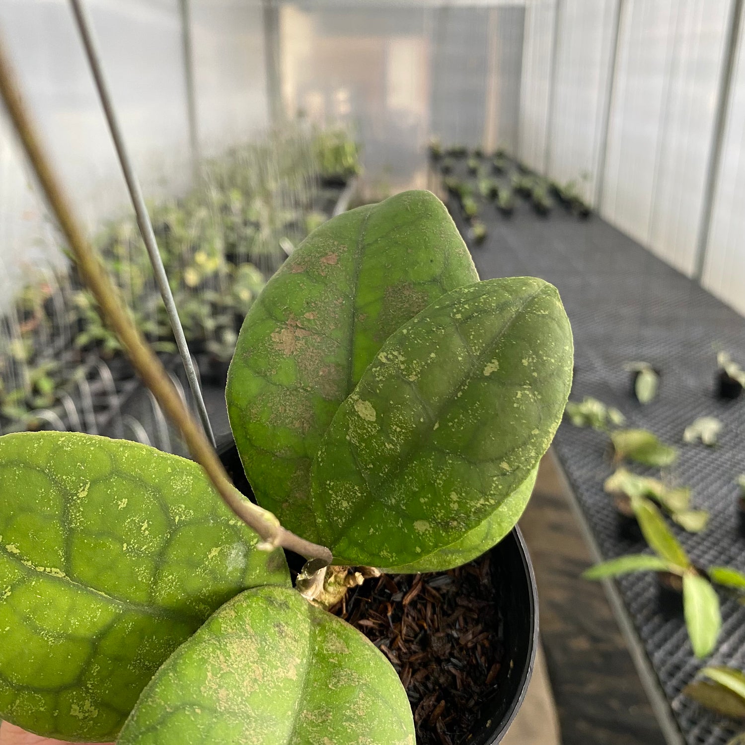 RP61-5 Hoya SP Bengkulu Round Leaf