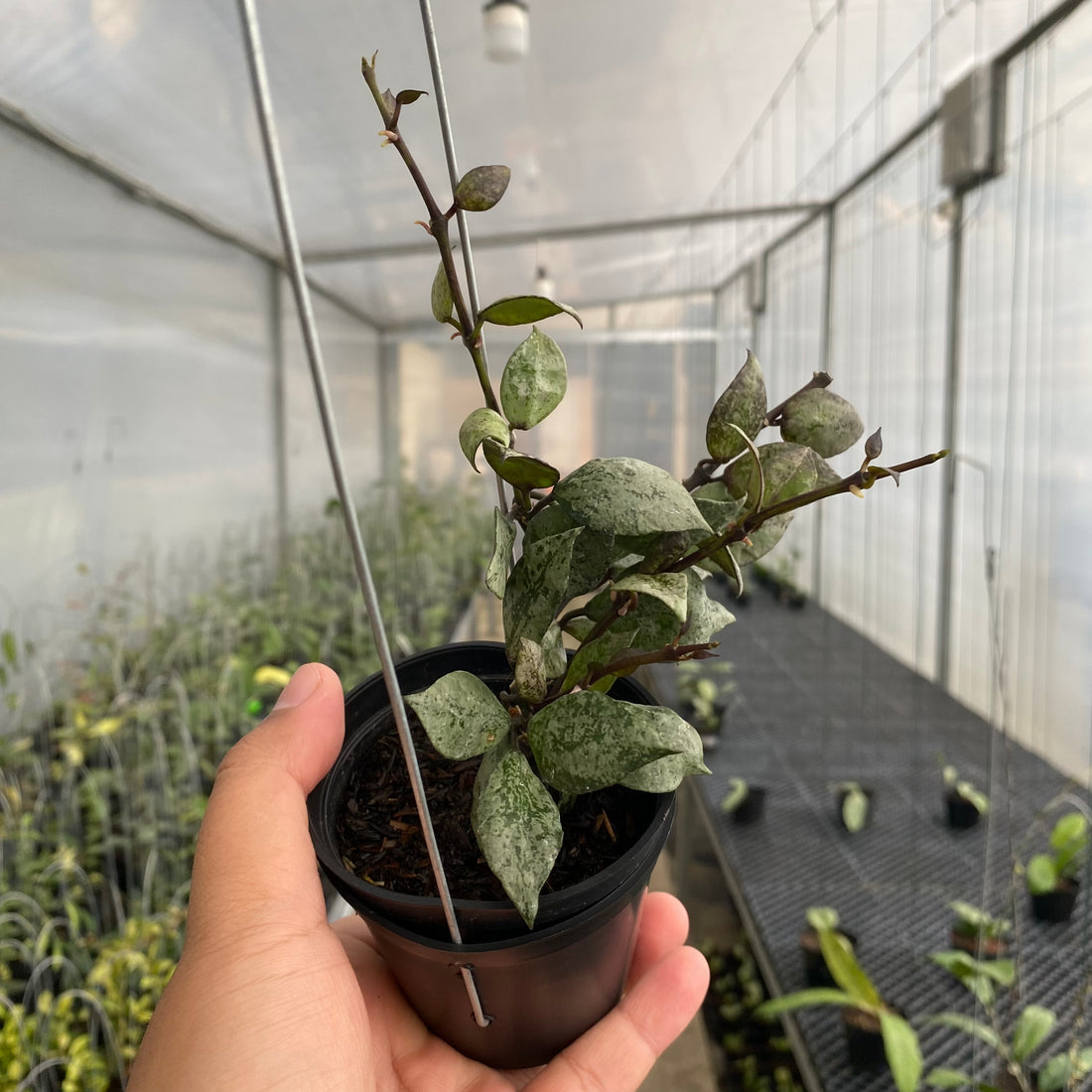 RP63-5 Hoya Lacunosa Black Aurora