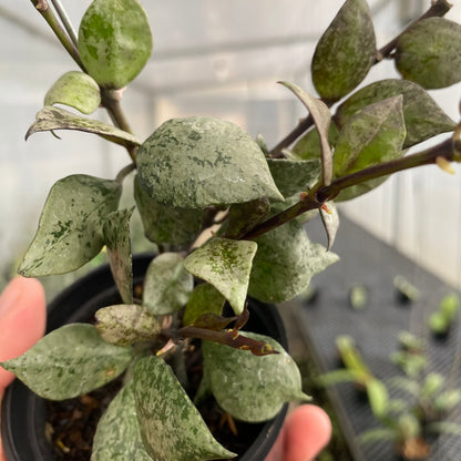 RP63-5 Hoya Lacunosa Black Aurora