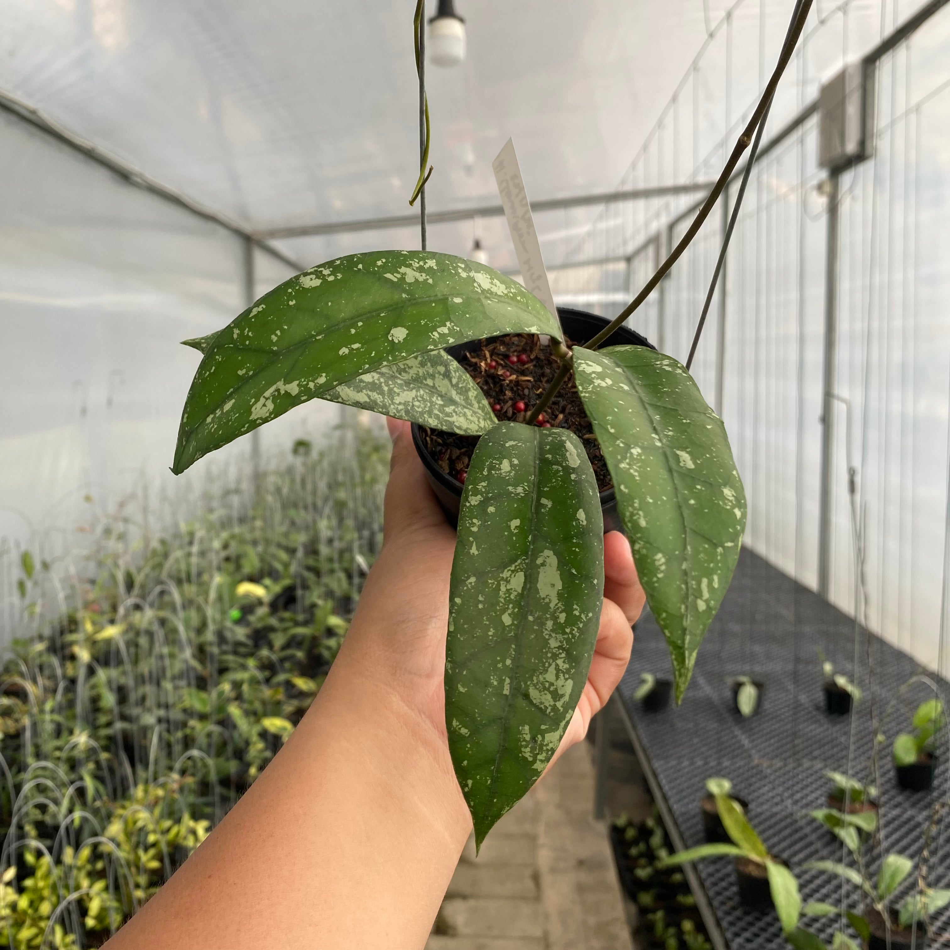 RP65-5 Hoya Clemensiorum Splash