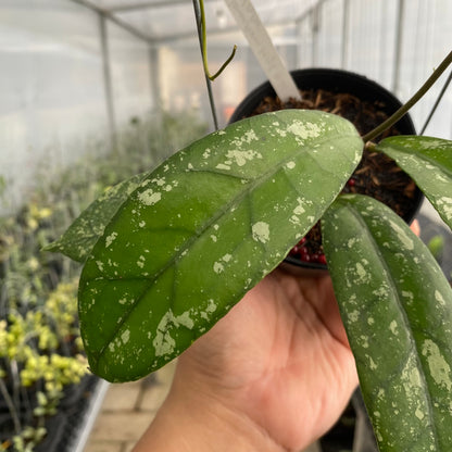 RP65-5 Hoya Clemensiorum Splash