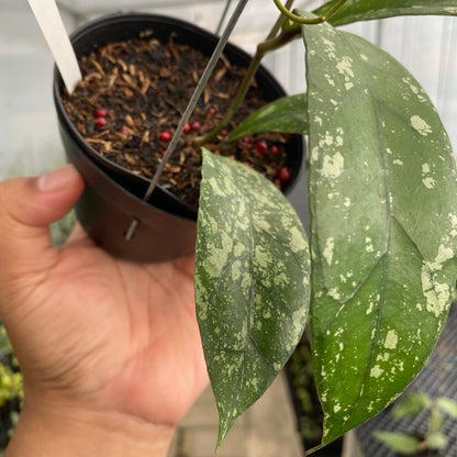 RP65-5 Hoya Clemensiorum Splash