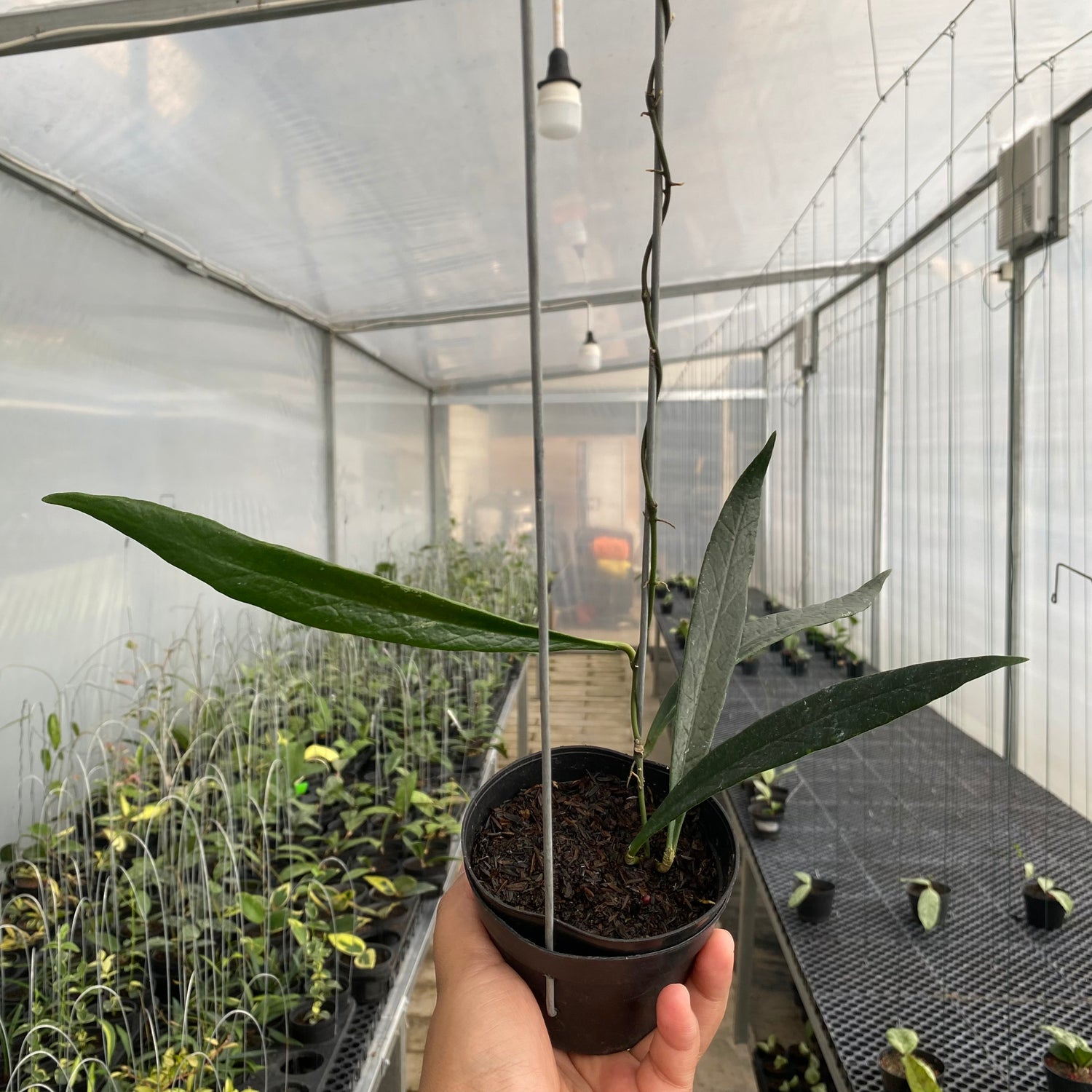 RP66-5 Hoya Sulawesiana Long Leaf