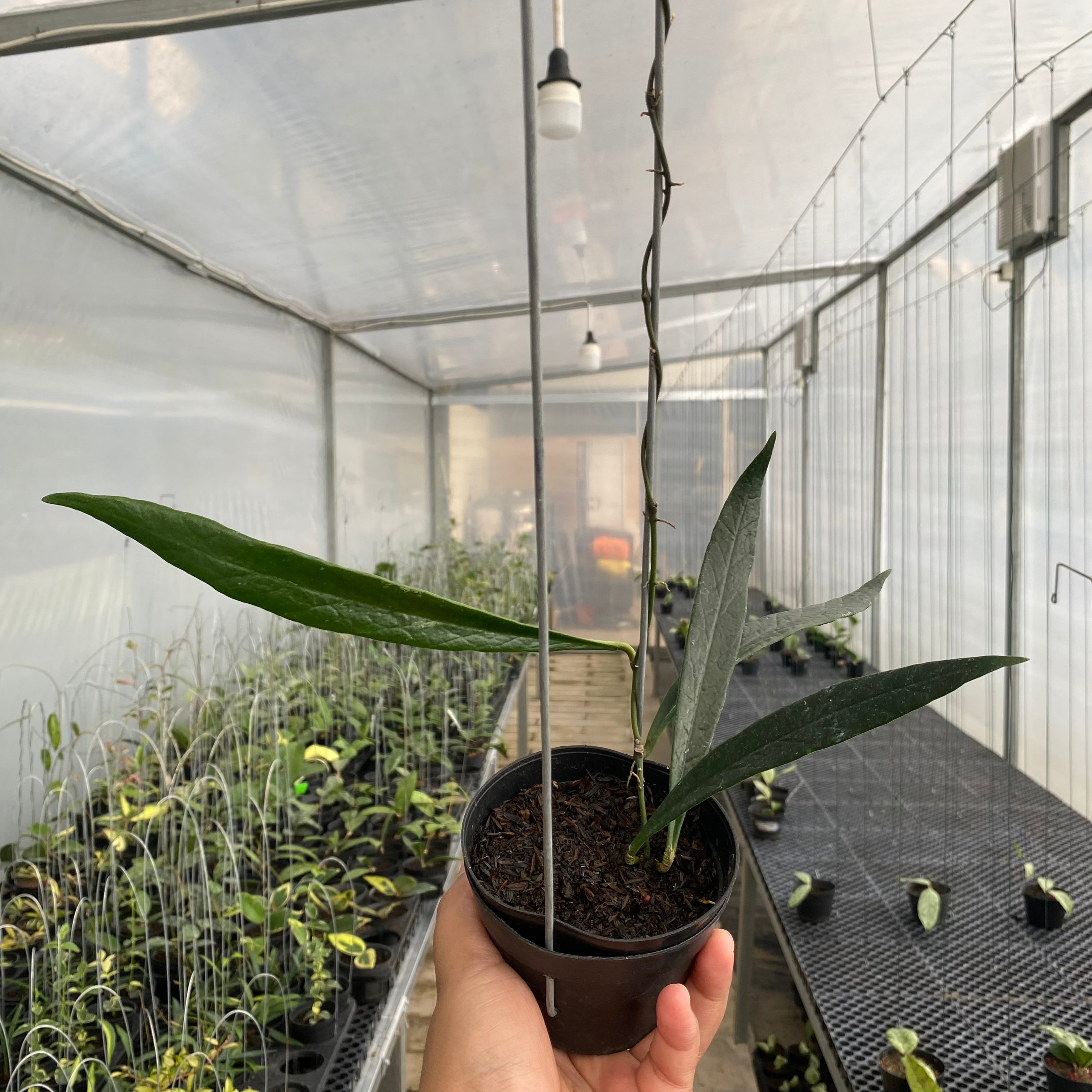 RP66-5 Hoya Sulawesiana Long Leaf