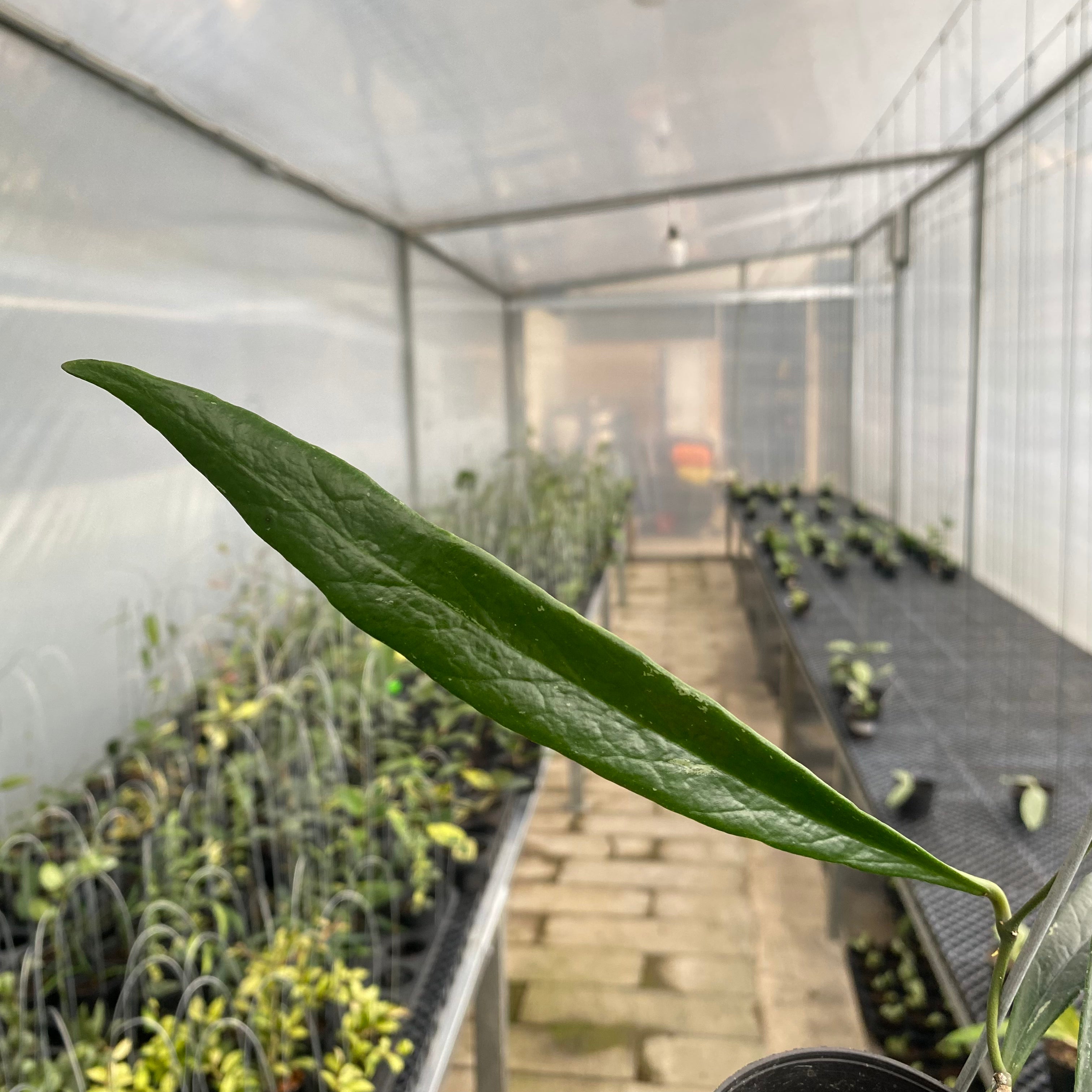 RP66-5 Hoya Sulawesiana Long Leaf