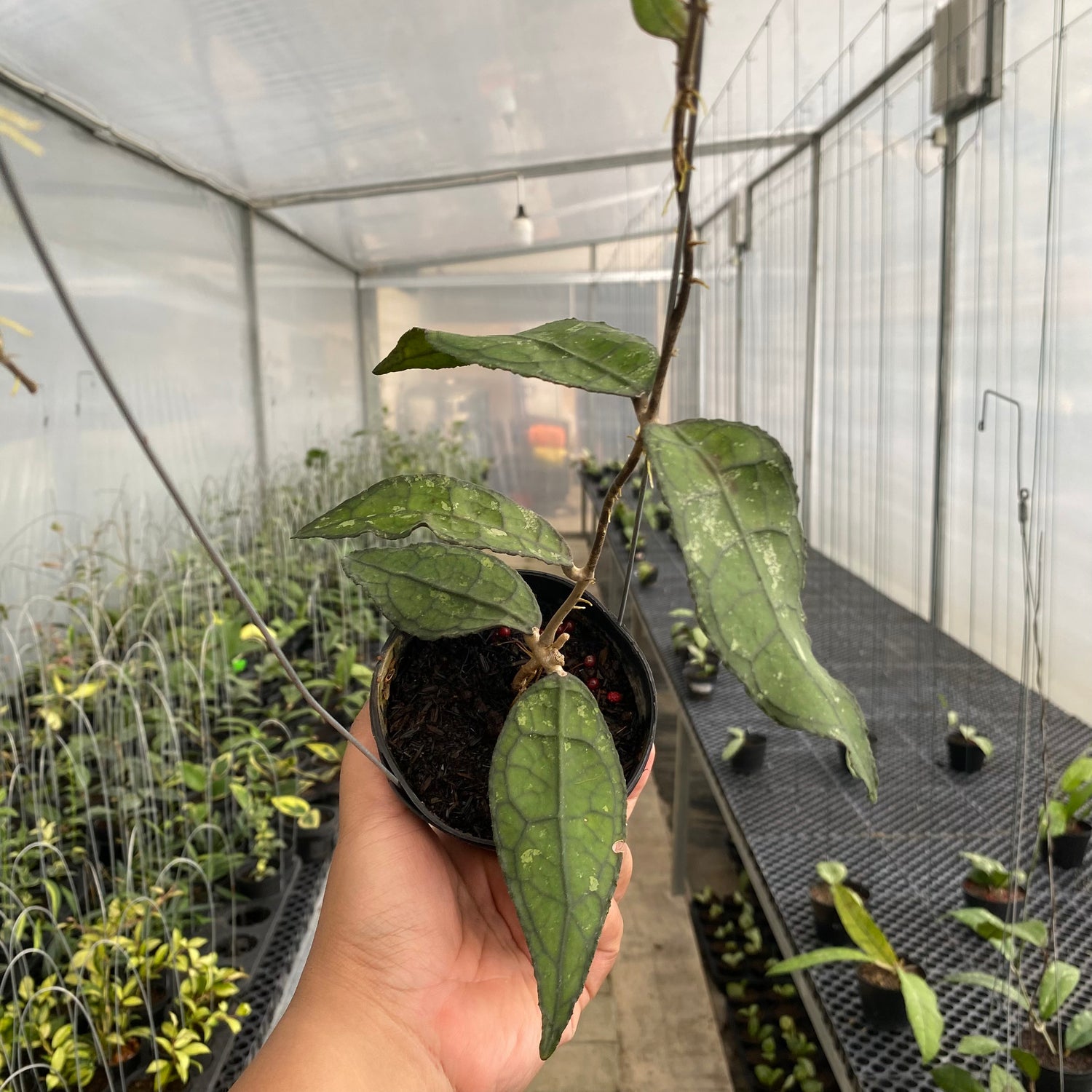 RP69-5 Hoya Clemensiorum SP Borneo